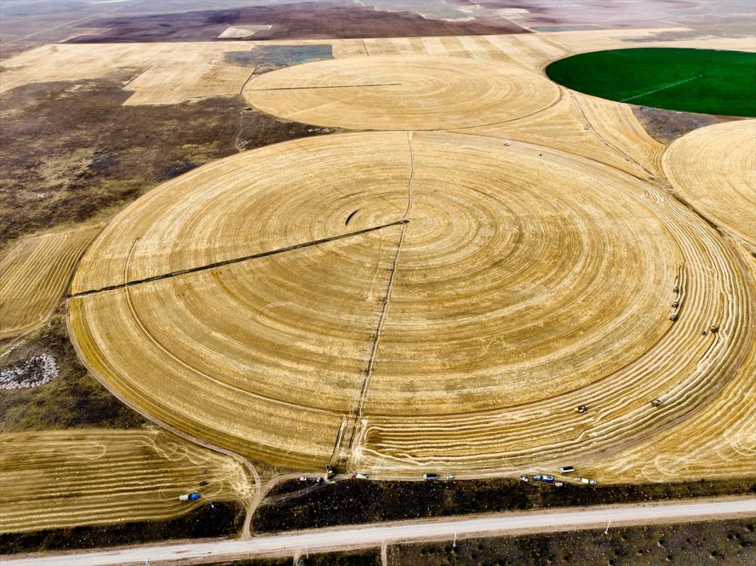 Konya’nın devasa tarlaları kuraklığa avantaj sağladı! Verim şaşırttı 3